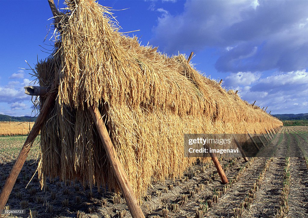 Rice-plant Rack