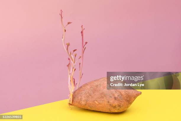 sprouting sweet potato - germinar fotografías e imágenes de stock