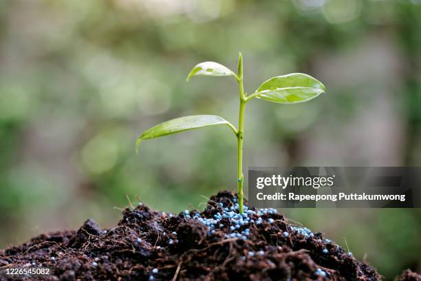 new growth from old concept. young tree with green leaves and tender shoots. - reincarnation stock pictures, royalty-free photos & images