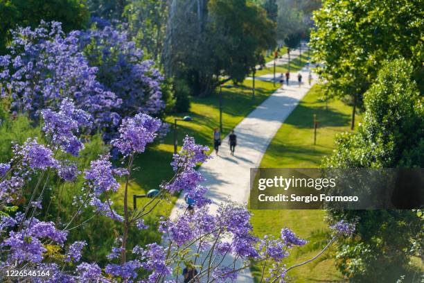 people walk in a garden in spring, valencia, spain - valencia 個照片及圖片檔