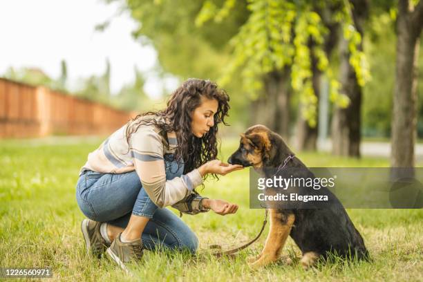 mulher brincando com seu cachorro no parque - spring training - fotografias e filmes do acervo
