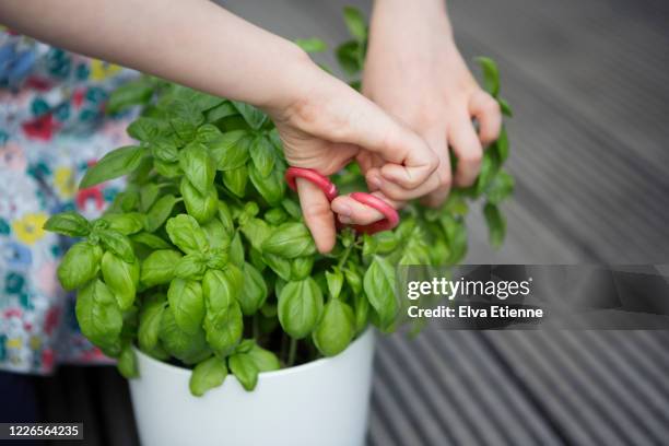 child harvesting leaves from a basil plant - バジル ストックフォトと画像