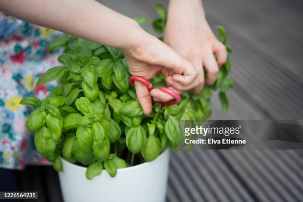 child harvesting leaves from a basil plant - basil stock pictures, royalty-free photos & images