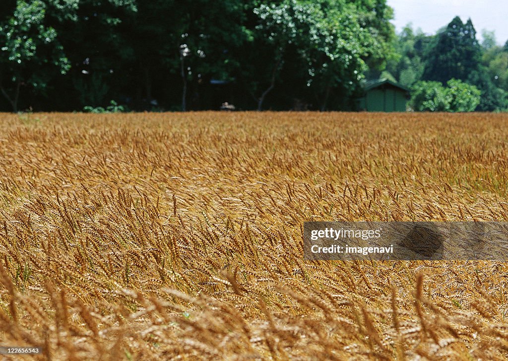 Wheat Field