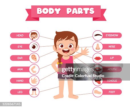 Clil Body Part Happy Cute Kid Girl Body Part Anatomy High-Res Vector Graphic - Getty ...