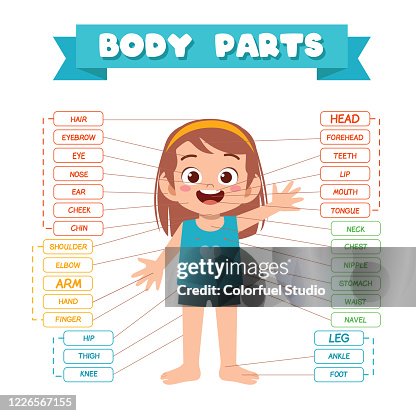 Chick In Body Part Happy Cute Kid Girl Body Part Anatomy High-Res Vector Graphic - Getty ...