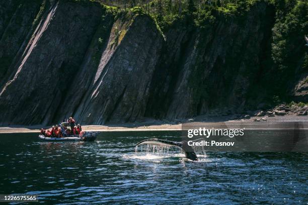 tourists watching humpback whale - trinity newfoundland stock pictures, royalty-free photos & images