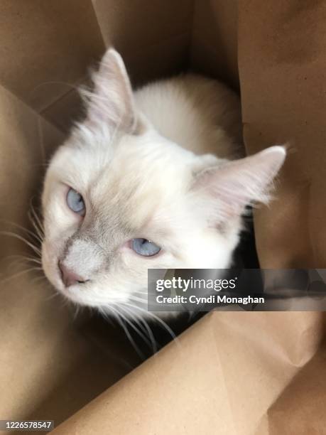 Contorted Cat Cat Contorted Photos and Premium High Res Pictures - Getty Images