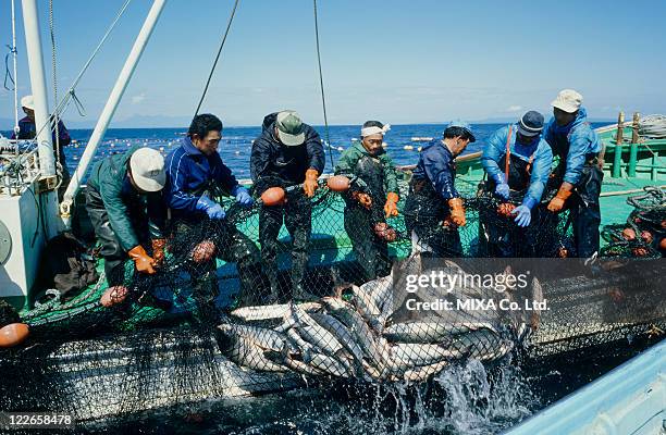 fishermen catching salmons - fishing ストックフォトと画像