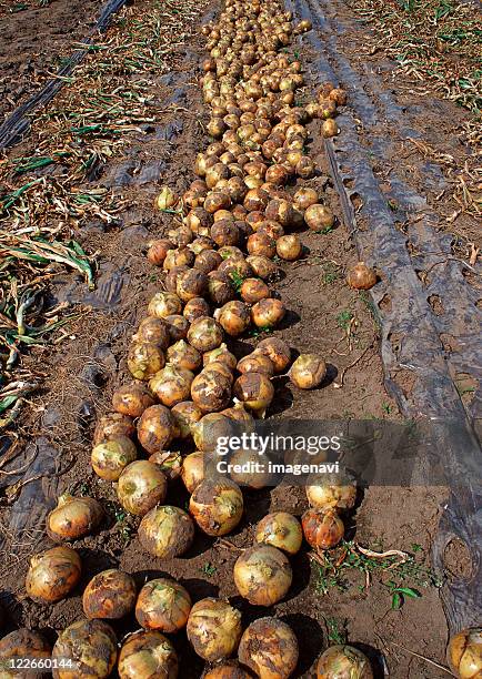 onion - onion field stock pictures, royalty-free photos & images