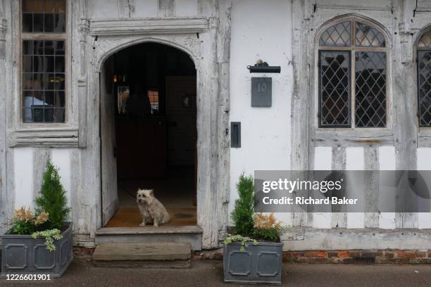 Pet dog sits on the step of a pub at 10 Lady Street, on 9th July 2020, in Lavenham, Suffolk, England. By the late 15th century, the town was among...