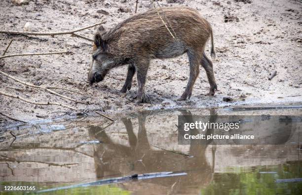 June 2020, Mecklenburg-Western Pomerania, Kaliss: Wild boars are standing in a game preserve. In the northeast there are too many wild boars...