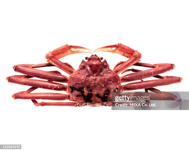 tanner crab - spider crab stock pictures, royalty-free photos & images