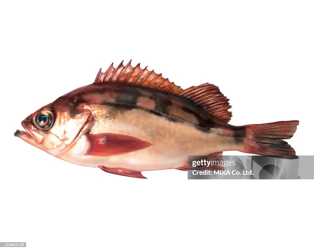 Black Rockfish
