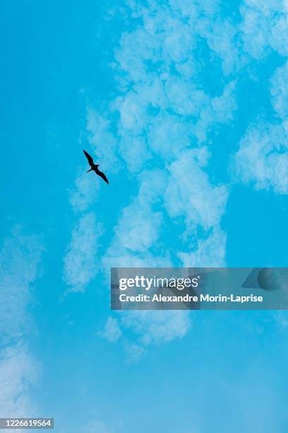 Birdinsky Blue Bird Sky Photos and Premium High Res Pictures - Getty Images