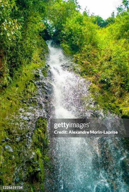 fresh water waterfall in subtropical jungle in the andes of jardin, antioquia / colombia - antioquia stockfoto's en -beelden