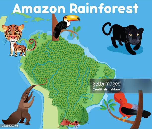 bildbanksillustrationer, clip art samt tecknat material och ikoner med amazon rainforest och amazon djur - delstaten amazonas venezuela