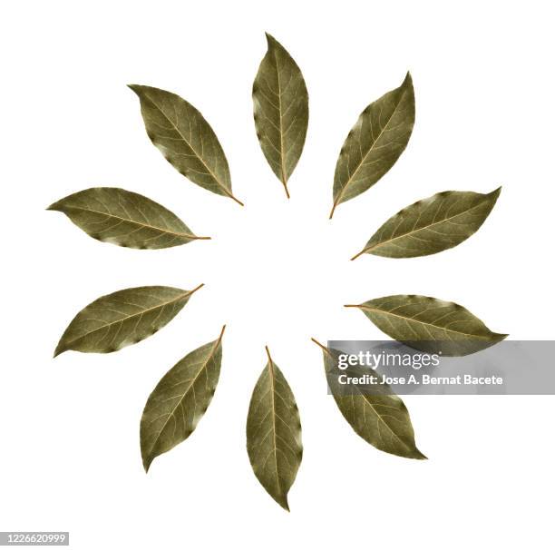 close-up of dried bay leaves for cooking forming a circle on a white background. - bayleaf stockfoto's en -beelden