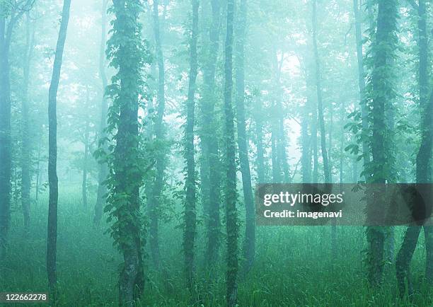 Japanese Alder Photos and Premium High Res Pictures - Getty Images