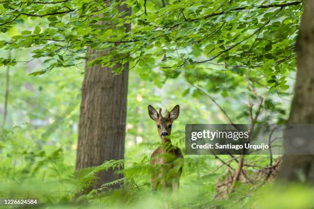 young male roe deer on a beech forest - reh stock-fotos und bilder