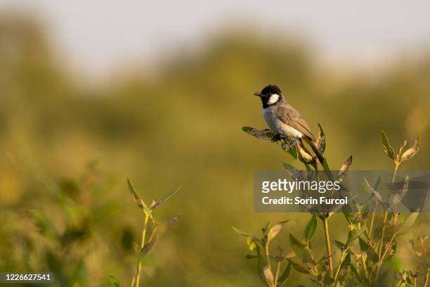 bulbul bird - qatar mangroves stock pictures, royalty-free photos & images