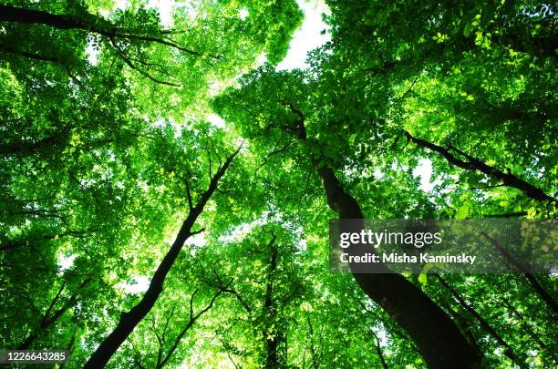 het bos van de lente - hornbeam stockfoto's en -beelden