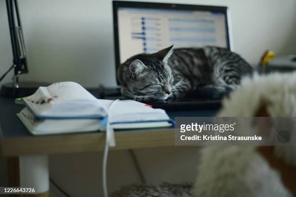 a cat laying on an open laptop - tired cat stock-fotos und bilder