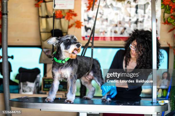 sesion de peluqueria canina en furgoneta - ca nina stock pictures, royalty-free photos & images