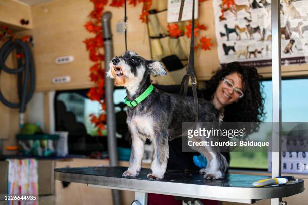 sesion de peluqueria canina en furgoneta - ca nina stock pictures, royalty-free photos & images