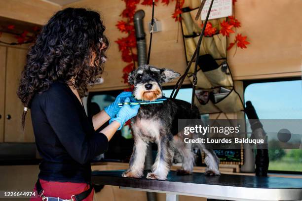 sesion de peluqueria canina en furgoneta - ca nina stock pictures, royalty-free photos & images