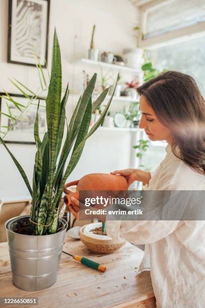 young woman watering potted plants in her home - cactus water stock pictures, royalty-free photos & images