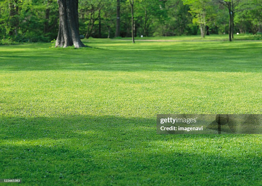 Lawn