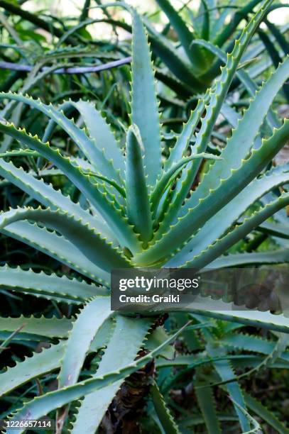 aloe succotrina and aloe vera are plant species popularly known as slug, natural gel and aloe - aloe slices stock pictures, royalty-free photos & images