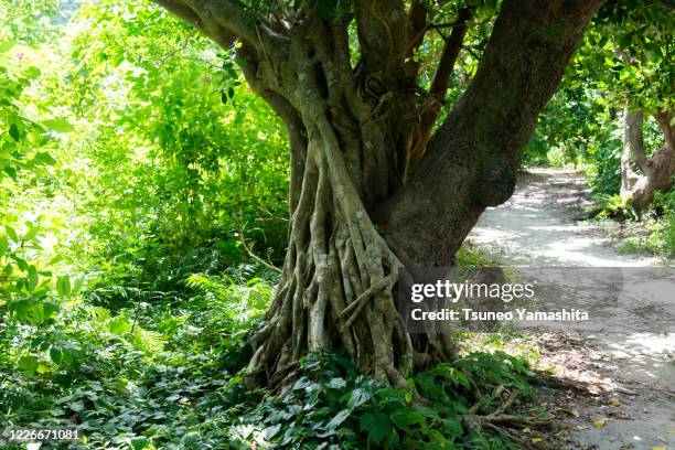 banyan tree - banyan tree stockfoto's en -beelden