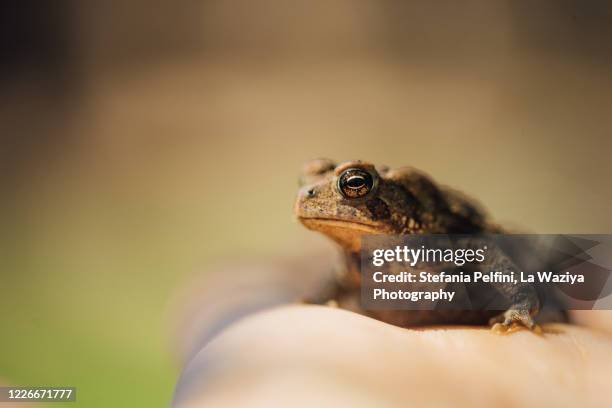 frog on woman's hand - woman frog hand stock-fotos und bilder