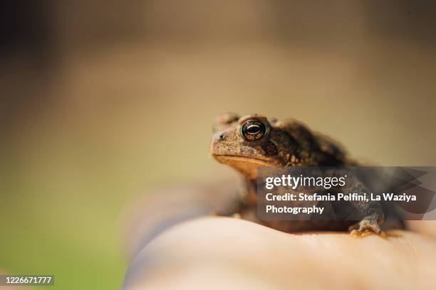frog on woman's hand - woman frog hand stockfoto's en -beelden