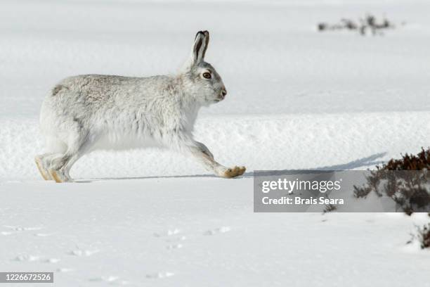 mountain hare (lepus timidus) running through snow. - hare 個照片及圖片檔