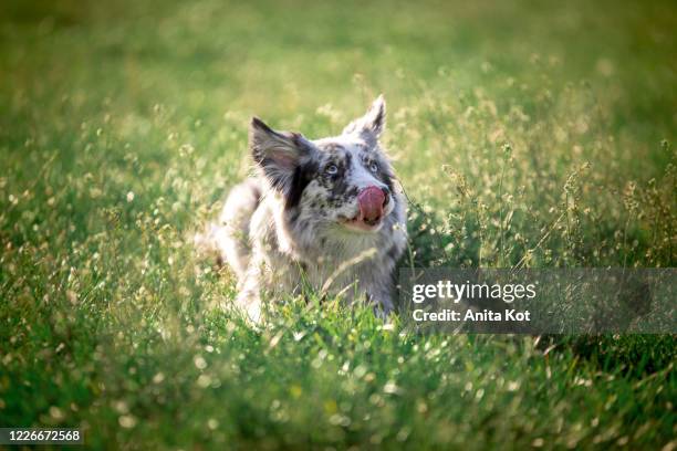border collie in the meadow - border collie eating stock pictures, royalty-free photos & images