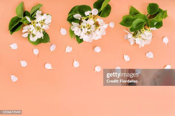 blossoming clusters of apple branches - blütenblatt stock-fotos und bilder