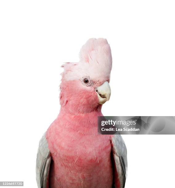 single galah pretty in pink - bird portraits stock pictures, royalty-free photos & images