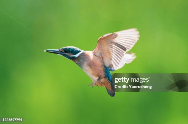 bird in flight: kingfish - hovering fotografías e imágenes de stock