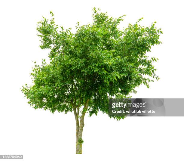 green tree  on a white background - bush foto e immagini stock