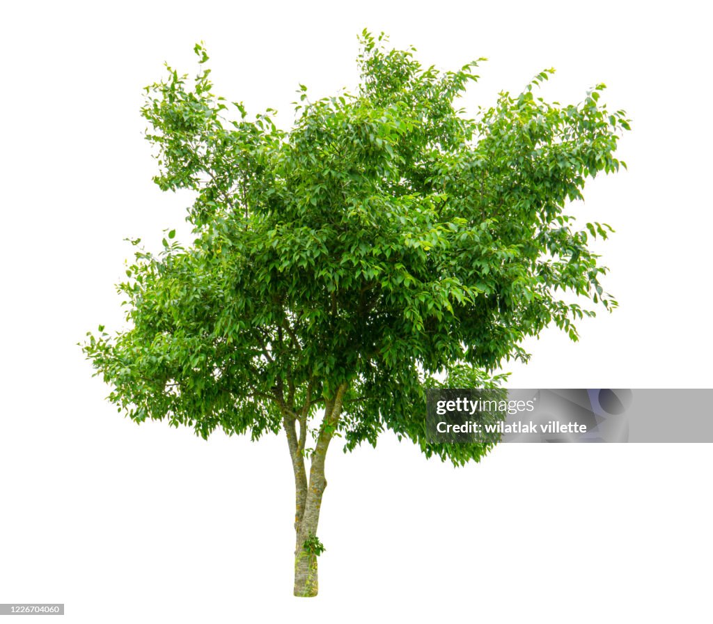 Green tree  on a white background