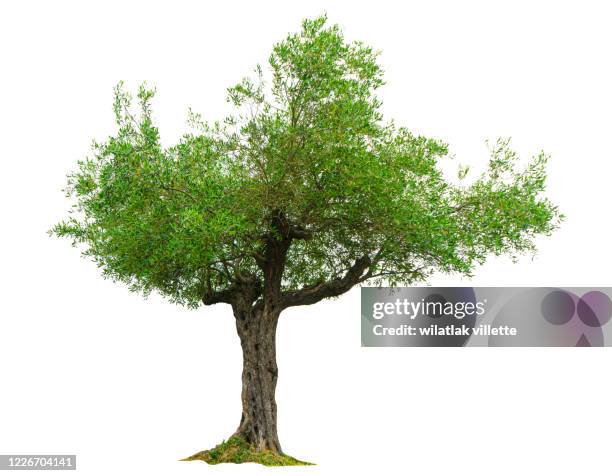 olive tree  on a white background - tree trunk imagens e fotografias de stock