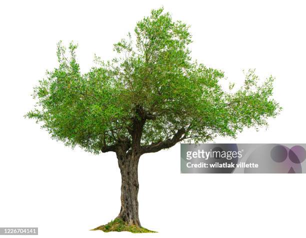 olive tree  on a white background - tree trunk bildbanksfoton och bilder