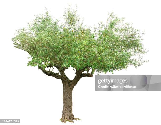 olive tree  on a white background - olive tree fotografías e imágenes de stock