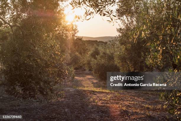 olives in landscape in jaen, spain. - olive orchard stock pictures, royalty-free photos & images