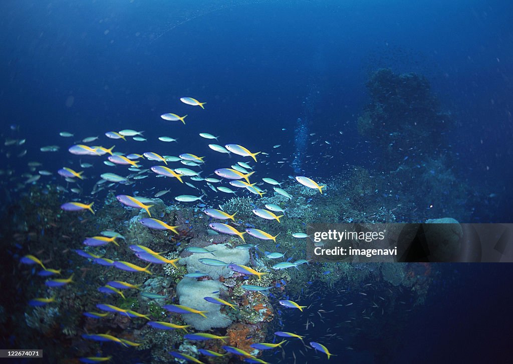 School of Fish