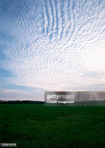 grassy plain - 巻積雲 ストックフォトと画像