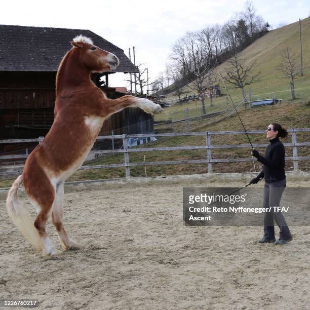 female horse trainer performs dressage training exercises in corral - horse rearing up stockfoto's en -beelden